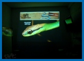 Bioventura Repteis 2013